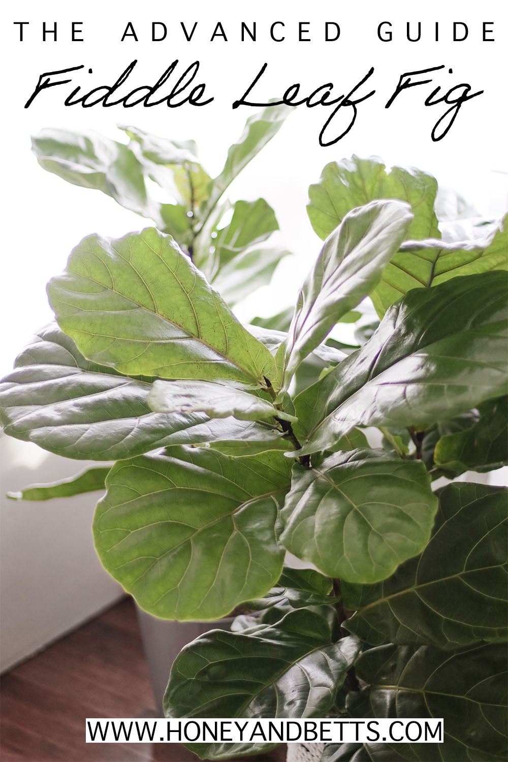 The Advance Guide To Caring For Indoor Fiddle Leaf Fig BushHoney & Betts