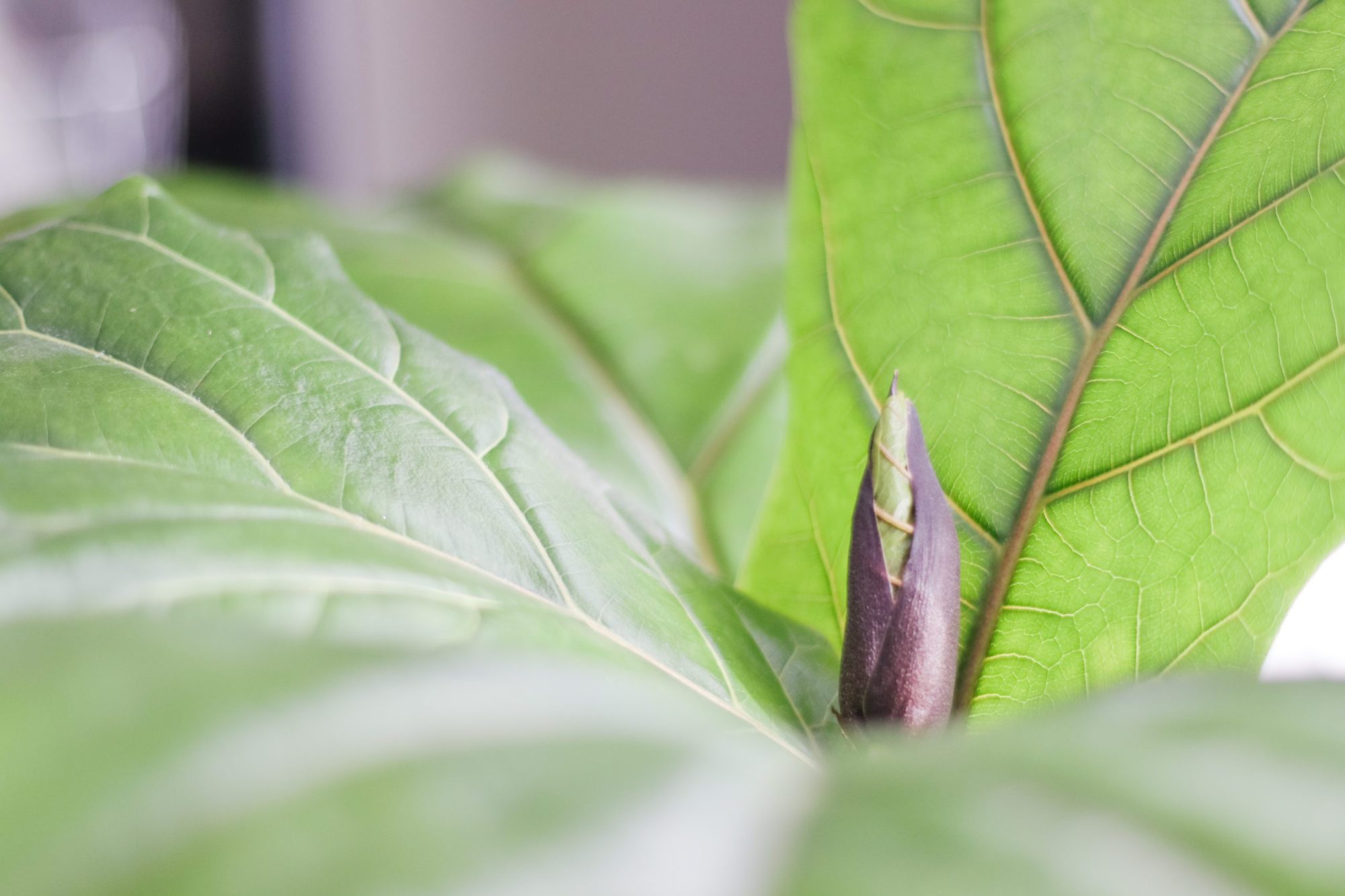 How to Use a Moisture Meter to Know When to Water Your Fiddle Leaf Fig